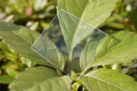 Pastura solubile che si dissolve nell’acqua