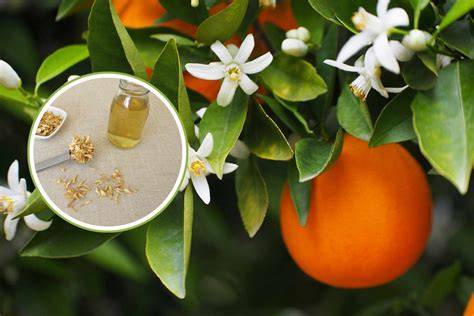 Fiori d’arancio per aromatizzare dolci