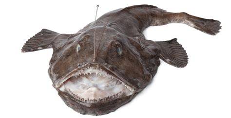 Rana pescatrice fresca sfilettata