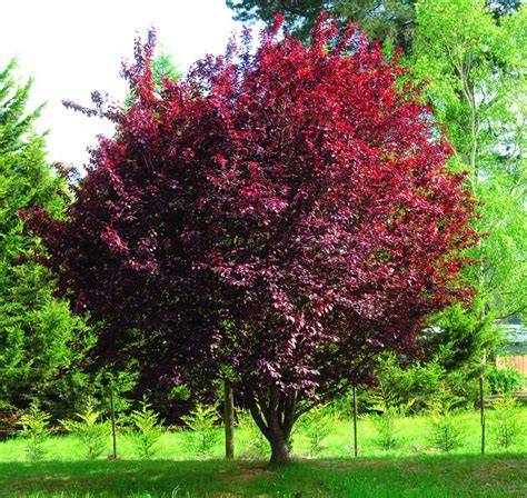 Albero di Prunus cerasifera con frutti