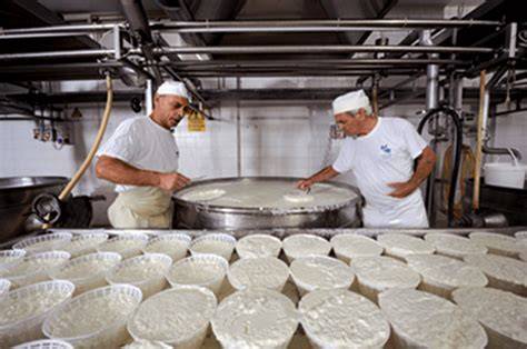 Produzione artigianale della ricotta di pecora