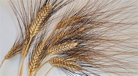 Spighe di grano Senatore Cappelli maturo
