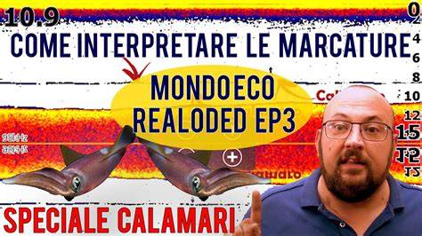 segnali dei calamari su ecoscandaglio