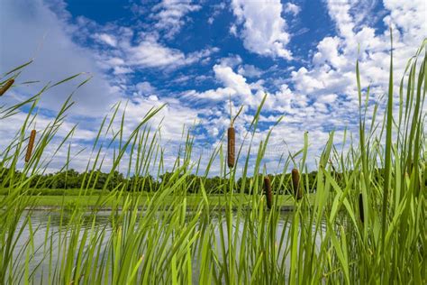 Canne palustri e tife del Lago Salso