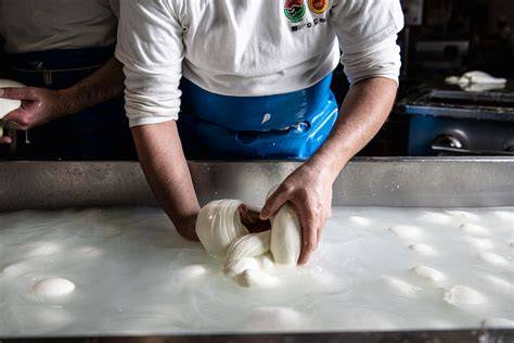Produzione mozzarella di bufala Campana DOP