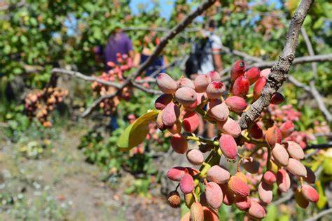 Pianta di pistacchio alle pendici dell’Etna