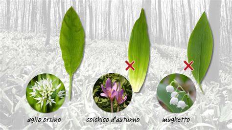 Foglie fresche di aglio orsino nel bosco