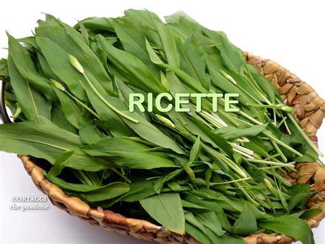 Raccolta primaverile di aglio orsino