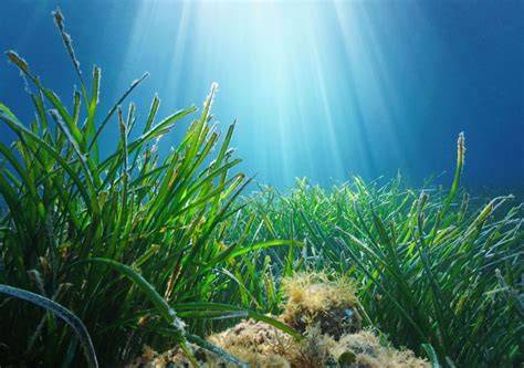 Fondali marini di Lampedusa con posidonia
