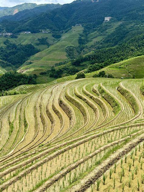 Risaie cinesi tra montagne e colline