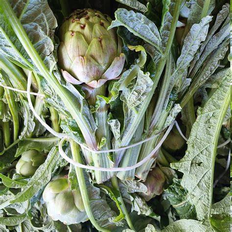 Carciofi di Niscemi senza spine