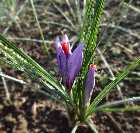 fiori di Crocus Sativus e stimmi di zafferano