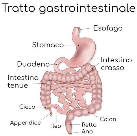 Schema del tratto gastrointestinale superiore