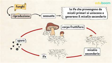 Ciclo di crescita fungo dal substrato