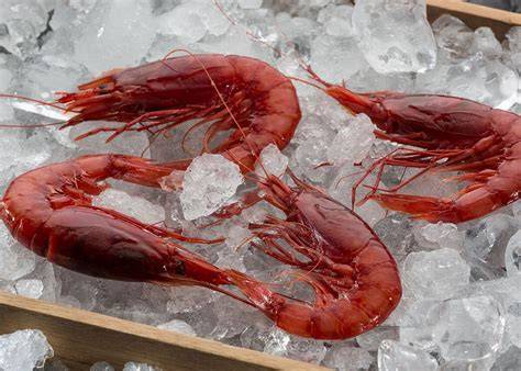 Gambero rosso fresco su ghiaccio