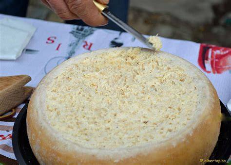 Formaggio marcio sardo con vermi