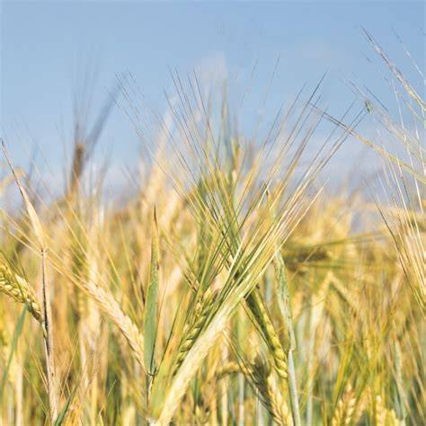 Campo di farro e chicchi raccolti