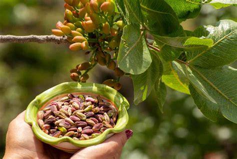 raccolta del pistacchio verde di Bronte