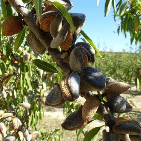 mandorlo genco fioritura e frutti