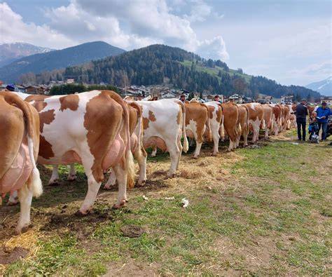 Vetrina carni aged angus e pezzata rossa