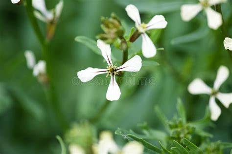 Pianta di rucola coltivata in fiore