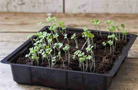 Semina della rucola selvatica in vaso