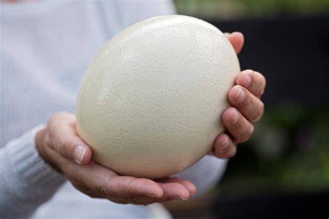 Rotte commerciali delle uova di struzzo mediterranee
