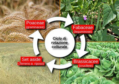Leguminose nella rotazione delle colture