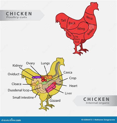 Organi interni del pollo identificati