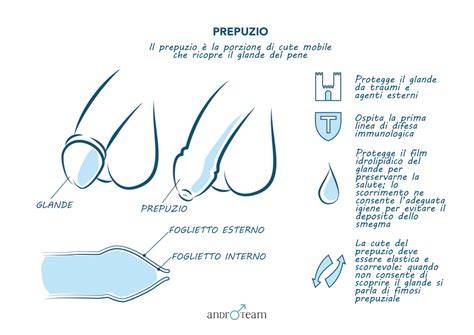 Esame medico del prepuzio maschile
