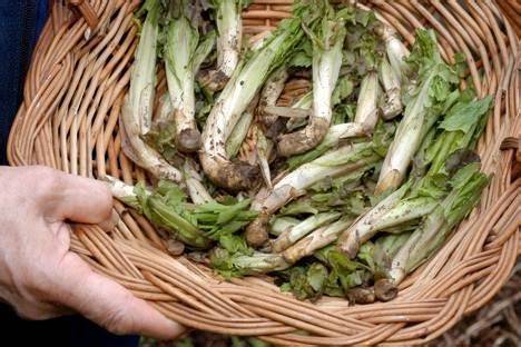 Radicchio dell’Orso raccolto tra nevai alpini