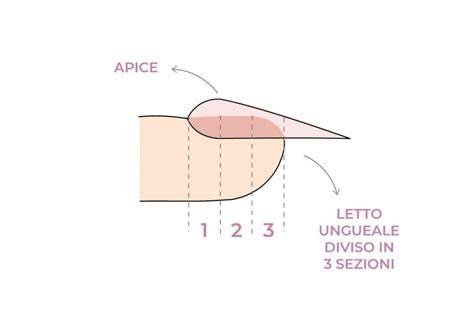 Schema bombatura apice unghia mandorla