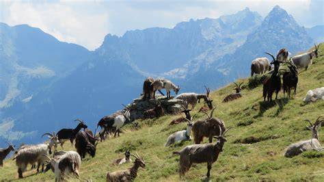 Capre al pascolo in Vallesabbia
