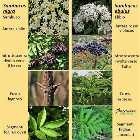 Confronto sambuco ed ebbio