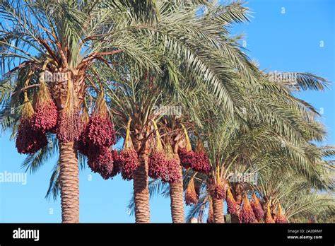 Palma da dattero e frutti maturi