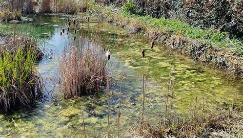giardino acquatico con piante palustri