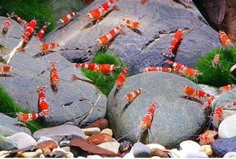 Gamberetti d’acquario con coperchio chiuso