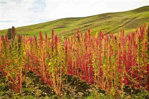 Coltivazione biologica della quinoa italiana