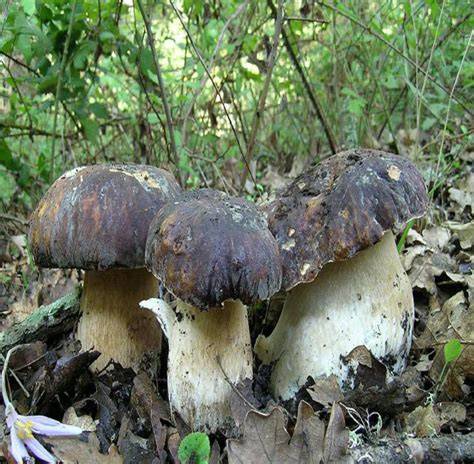 Porcini nei boschi urbani