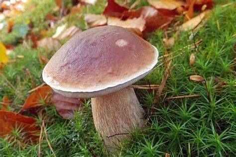 Come riconoscere i porcini
