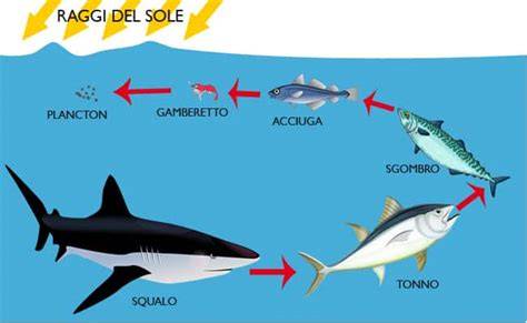 Bioaccumulo del mercurio nella catena alimentare marina