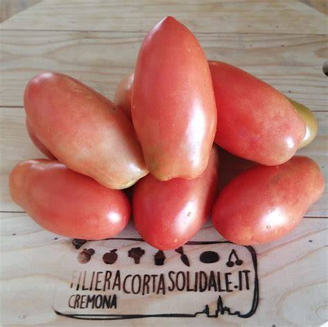 coltivazione pomodori Palomonte filiera corta