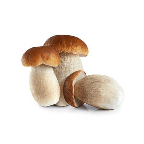 funghi porcini freschi affettati