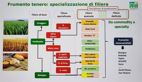 Filiera italiana del grano dal seme alla farina