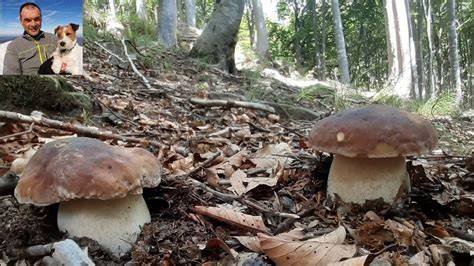 Raccolta di funghi porcini nei boschi