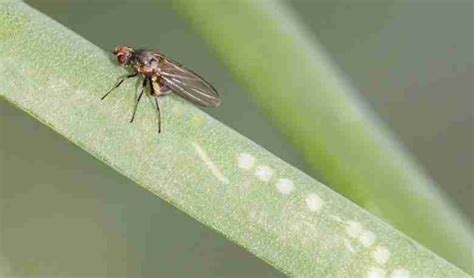 Mosca minatrice del porro su foglia