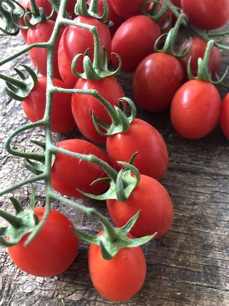 Pomodori datterini rossi raccolti in collina