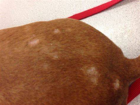 Fungo nel cane con chiazze senza pelo