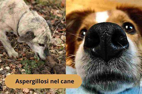 Aspergillosi nel cane con lesioni sul tartufo