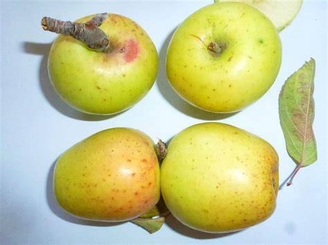 mela Limoncella matura giallo dorata